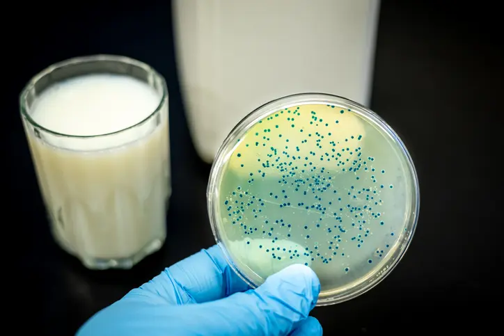 fiebre q leche y quesos - Cómo se transmite la bacteria Coxiella burnetii