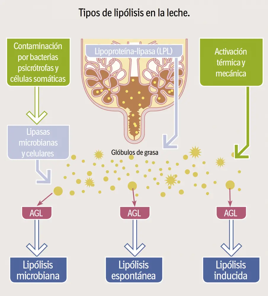 lipolisis en quesos - Cuál es la función de la lipólisis