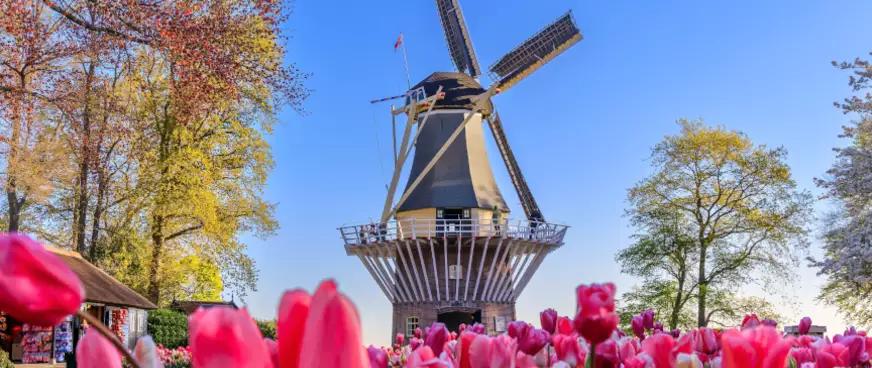 parque tulipanes holanda molinos de viento y fabrica de quesos - Cuántos tulipanes hay en Keukenhof