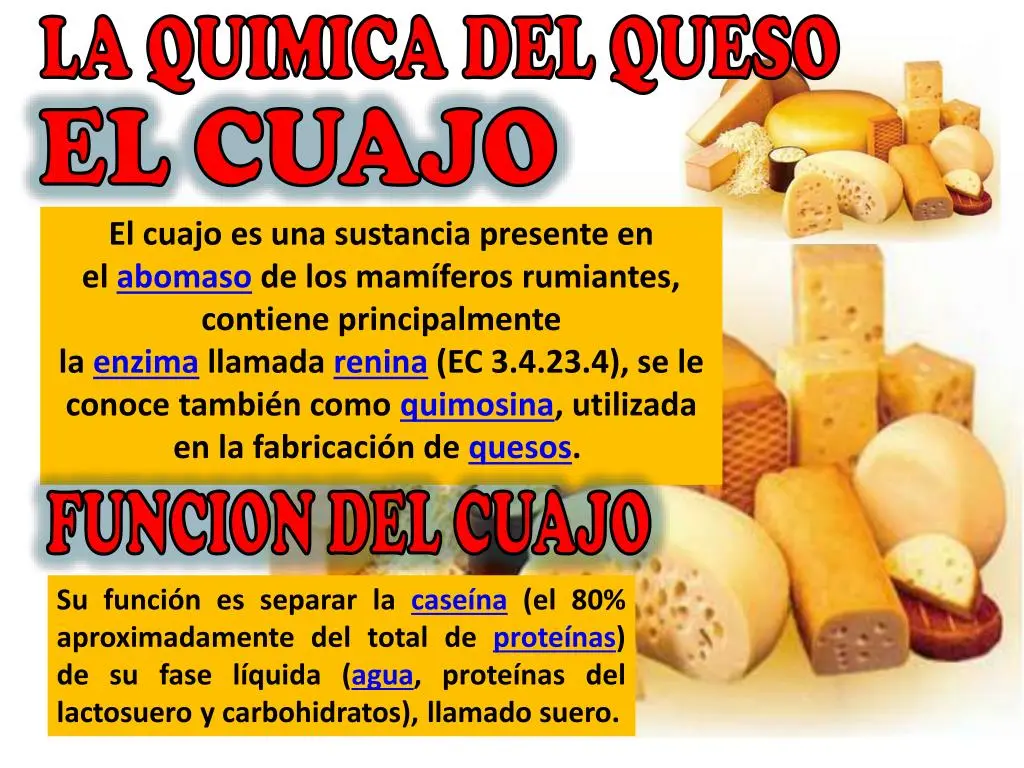 funcion del cuajo en el queso - Por qué el cuajo corta la leche