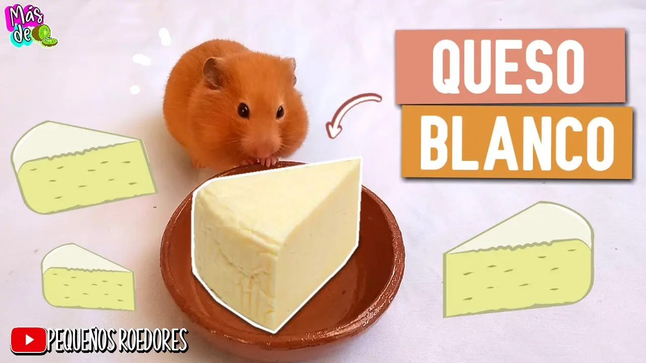 le puedo dar queso a mi hamster - Qué alimentos son tóxicos para los hámsters