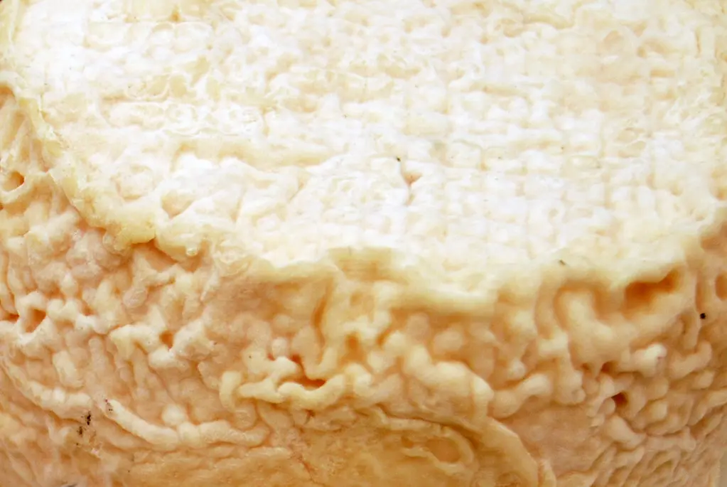 geotrichum candidum queso - Qué causa el hongo Geotrichum