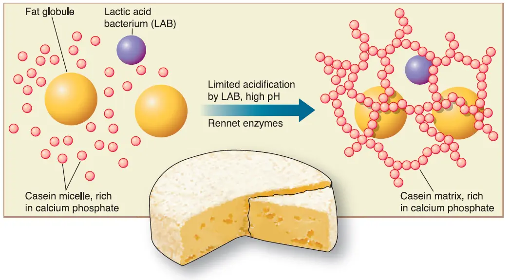 enzima del queso - Qué enzimas actuan en el queso