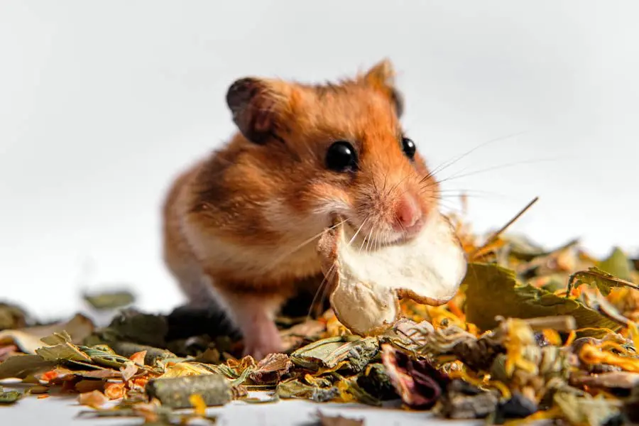 los hamsters pueden comer queso - Que no se le debe dar a un hámster