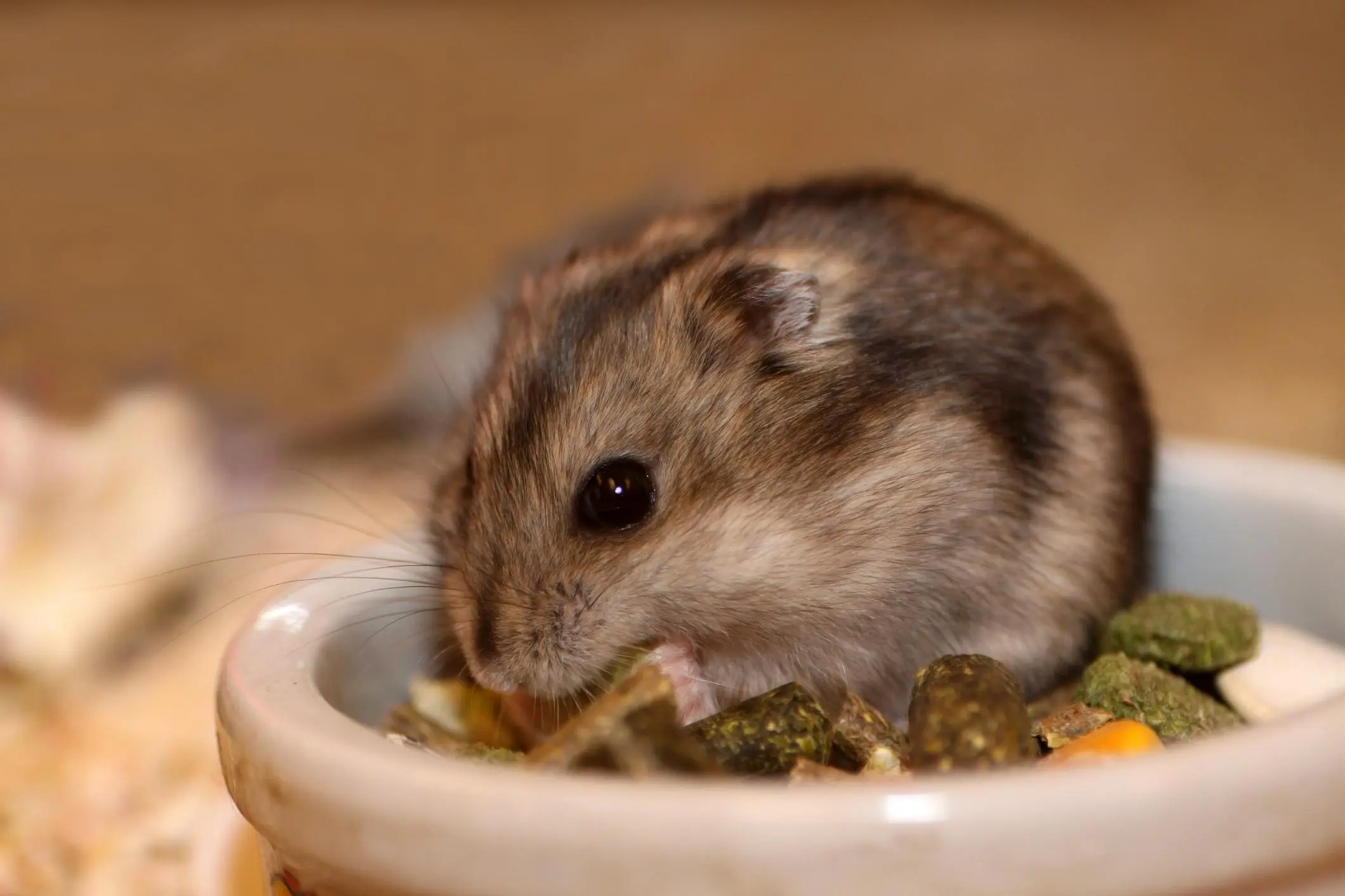 los hamsters pueden comer queso - Qué pasa si le doy pan a mi hámster