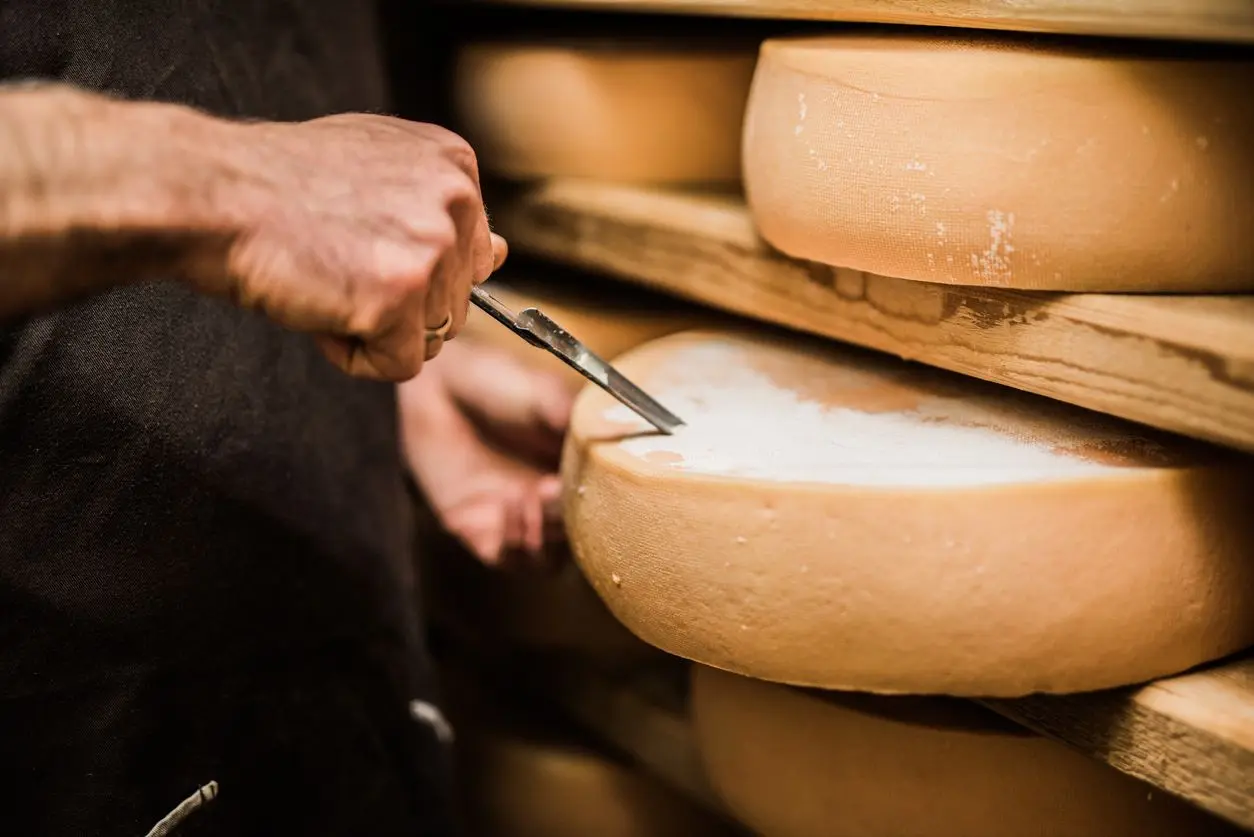 la mohodizacion en los quesos es fermentacion - Qué tipo de fermentación hacen los hongos