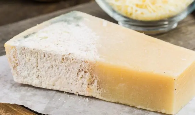 tipos de moho en el queso - Qué tipo de moho crece en el queso